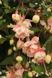 Risultati immagini per Naturaleza perfecta. Fuchsia.