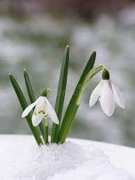 Snowdrop Close Up Of White Snowdrop Against Light Blurred Natural Background Affiliate White Snowdrop Snowdrop Outdoor Flowers Flowers Winter Flowers
