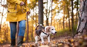 Les Glands Du Chene Sont Toxiques Pour Les Chiens Faites Attentions Lors De Vos Promenades Automnales