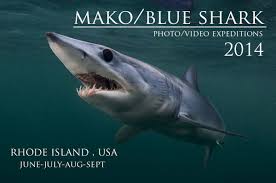 Dracaryas Adli Kullanicinin A Mako Shark Tribute Panosundaki Pin