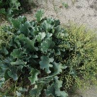Image result for Crambe kilimandscharica