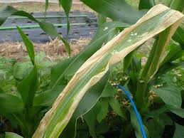 葉山農園 6月初旬 トウモロコシ病気 葉が黄色い 枯れる 暇人主婦の家庭菜園 楽天ブログ