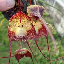 Dracula simia selected - Großräschener ...