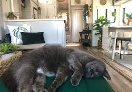 Use clear acrylic panels to cover the lower part of a screen door or a window screen to keep cats from being able to claw it. 8 Tips For Rving With Cats Unique Rv Camping With Harvest Hosts
