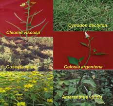 Image result for Cuscuta abyssinica