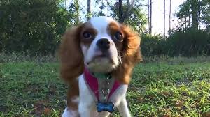 We look forward to hearing from you! The Moment A Dog Was Rescued From An Alligator S Jaws Bbc News