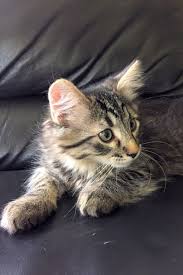 Find a kittens on gumtree, the #1 site for cats & kittens for sale classifieds ads in the uk. These Minneapolis Based Kittens Are Up For Adoption And In Need Of A