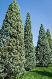 Image result for Cupressus arizonica