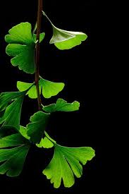 Black And White Plants Background File Ginkgo Biloba Leaves Black Background Jpg Ginkgo Leaf Ginko Tree Ginkgo Tree