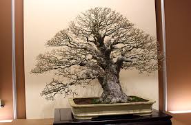 Image result for Celtis