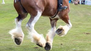 Two clydesdale horses with a red buggy. 400 Clydesdales To Head To The Uk For Prestigious Breed Show Horse Hound