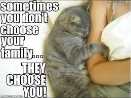 My Cat Osca Used To Cuddle My Arm Like This When He Was Alive I Miss Him Even Though I Have Another Cat Chloe Now Cute Cats Cats Crazy Cats