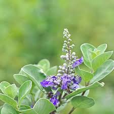 Image result for Vitex