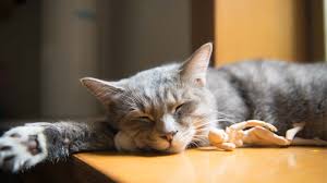 Baru setelah itu dikenalkan pada hewan aslinya. Gambar Gambar Kucing Lucu Yang Bisa Bikin Tertawa Dan Gemes Toplucu