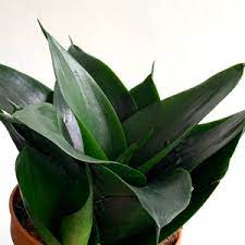 There are over 70+ snake plant varieties or sansevieria varieties found on earth. Sansevieria Trifasciata Black Dragon Snake Plant Growing Garden Manage Gfinger Is The Best Garden Manage App