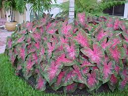 It is a large bush with huge leaves and gorgeous red flower. Ralph Edge February 2011 Shade Plants Shade Garden Plants