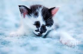 Black And White Spotted Cat Spotted Black And White Kitten By Iris Richardson Black And White Kittens White Kittens Cats And Kittens