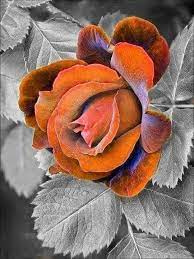 Rustic Rose Color Splash Color Splash Photography Color Splash Photo