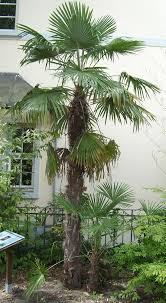 Trachycarpus Fortunei Planting Flowers Jungle Gardens Tropical Garden