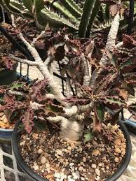Image result for Euphorbia transvaalensis