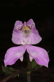 Image result for Disperis