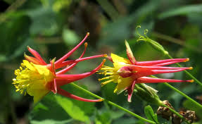 Image result for Nemesia lilacina