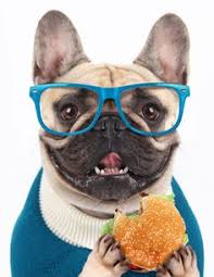  13 Ide Dog Anjing Gambar Terlucu Hewan