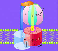 Atp synthase is a ubiquitous membrane enzyme that plays a key role in biological energy metabolism. A Research Journey With Atp Synthase Journal Of Biological Chemistry