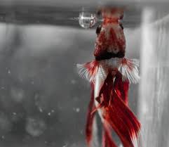 Betta Photos Page 327 Betta Betta Fish Tropical Fish Aquarium