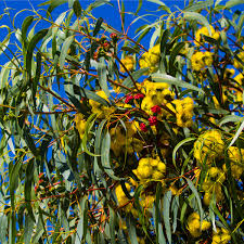 We did not find results for: Eucalyptus Red Capped Gum Garden Express
