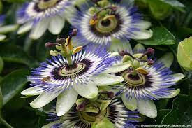 Interesting Facts About Passiflora Just Fun Facts Flowering Vine Plants Passion Fruit Flower Garden Vines