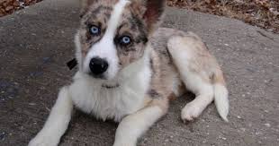 Black And White Shepherd Husky Mix Log In Tumblr Australian Shepherd Husky Cute Dogs And Puppies Puppies And Kitties