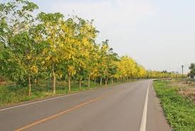 Minimize traffic noise with walls and fencing. Can Trees Reduce Noise Pollution In Urban Areas Conserve Energy Future