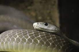 Black Mamba Black Mamba Mamba Black
