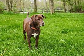 19 inches at the shoulder weight: Pitbull Lab Mix What To Know Before Buying A Labrabull All Things Dogs All Things Dogs