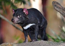 Der tasmanische teufel interessante fakten zu diesem aussergewöhnlichen, fleischfressendem beuteltier, das nur noch auf tasmanien in freier wildbahn vorkommt. Tasmanischer Teufel Tassies Bekannter Raubbeutler