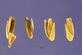 Image result for Acroceras