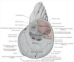 Tilstanden skyldes ikke betennelse, og pasientene skal ikke ha betennelsesdempende. Betennelse I Leggen Symptomer Diagnose Arsak Og Behandling