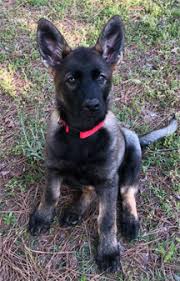 Bred german shepherd puppies are mostly sold in the united states but sometimes world wide. Red Rock K9 German Shepherds