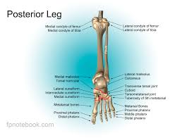This lesson gives detailed information of the location and path of the sciatic nerve and various branches down to the foot. Leg Anatomy
