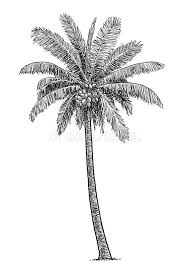 Although the picture looks pale and unconvincing, it is perhaps the most important stage of drawing. Coconut Tree Illustration Drawing Engraving Ink Line Art Vector Stock Vector Illustration Of Engraving Exotic 125748197
