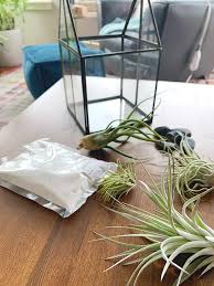 The air plant can easily be removed from the container for watering purposes. How To Make An Air Plant Terrarium To Display Your Plant Pets The Garden Glove