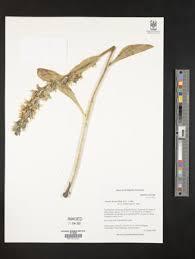 Image result for Swertia kilimandscharica