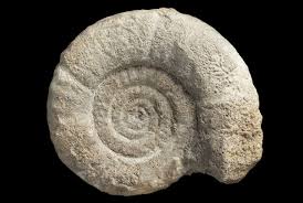 A fossil shell of such an animal. Ammonites British Geological Survey