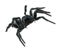 Purseweb spiders are large spiders with low. Common Australian Spiders Rentokil Pest Control