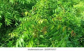 Image result for Azadirachta indica