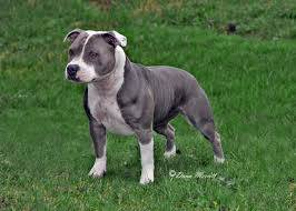 Staffordshire Bull Terrier Bull Terrier Pitbull Terrier Dog Breeds