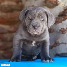 Find cane corso in dogs & puppies for rehoming | find dogs and puppies locally for sale or adoption in canada : Craigslist Pa Cane Corso Puppies Cane Corso Puppies For Sale