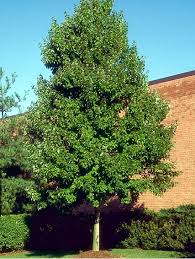 The fall foliage will turn a radiant orange to red color late in. October Glory Red Maple Thomsonslandscaping Com