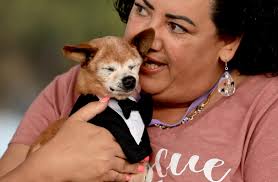 Meet Scooter, latest winner of the world's ugliest dog title at  Sonoma-Marin Fair in Petaluma